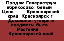 Продам Гипераструм абрикосово -белый › Цена ­ 39 - Красноярский край, Красноярск г. Домашняя утварь и предметы быта » Растения   . Красноярский край